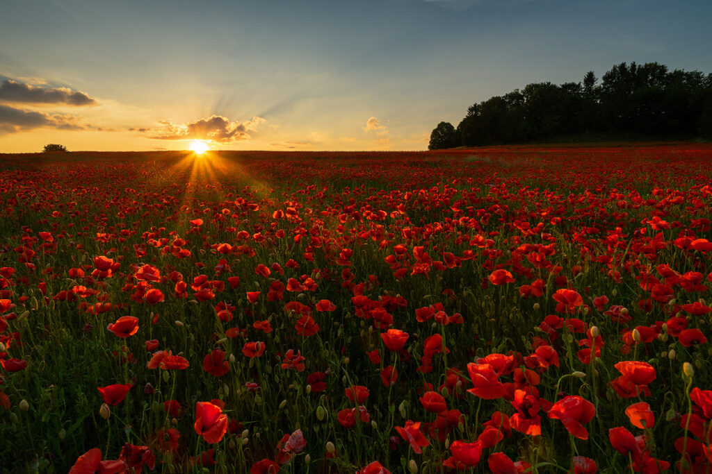 mohnblumenfeld_bayern
