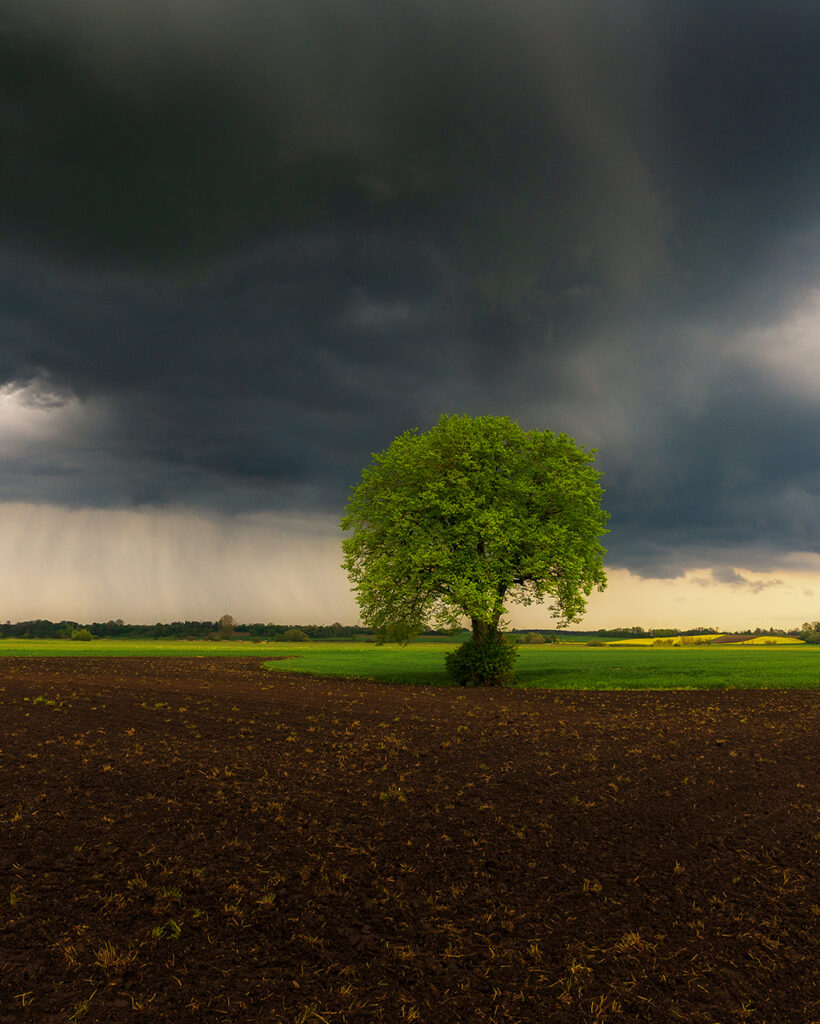 Baum im Feld_Bayern