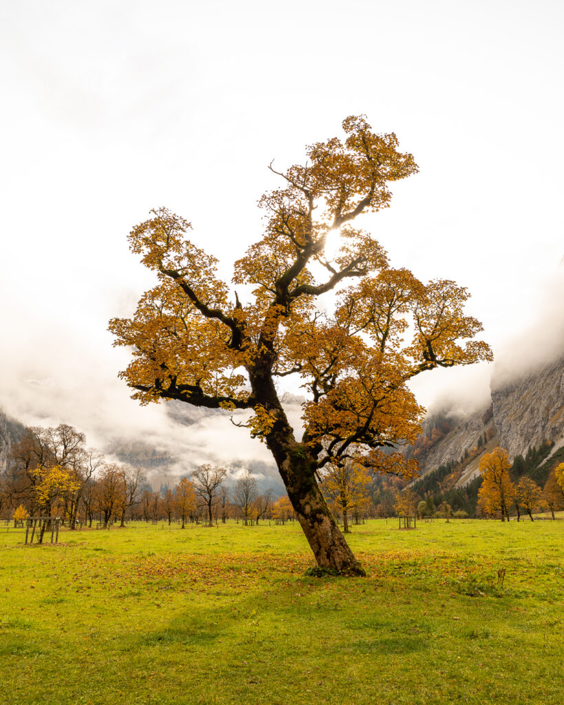 großer Ahornboden